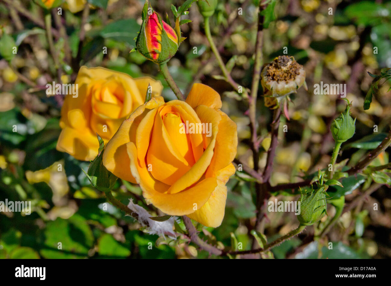 Floribunda rose Glenfiddich Banque D'Images