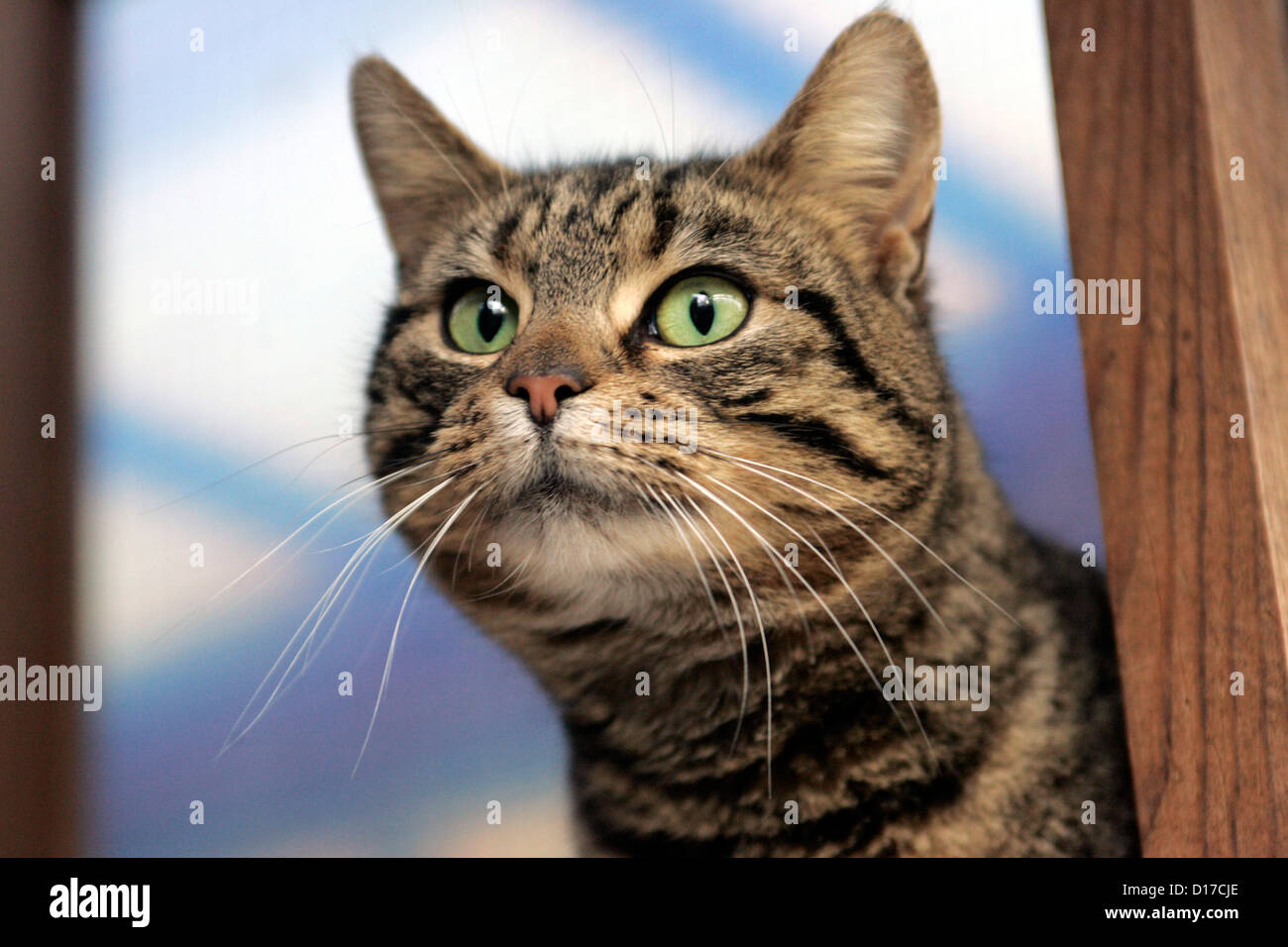 Chat tigré yeux curieux rayures marques Banque D'Images