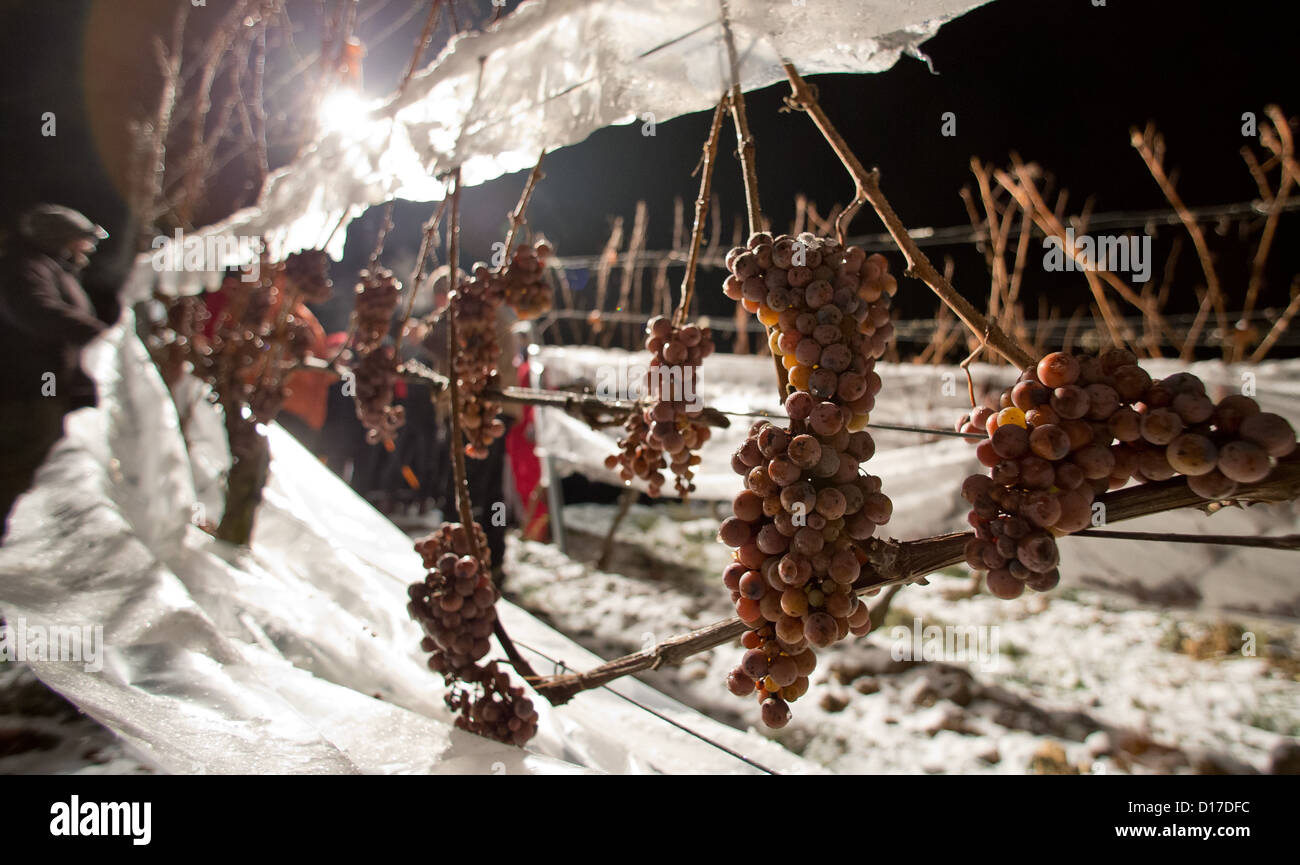 Helpers déposer des feuilles de plastique à partir de raisins gelés à Stetten, Allemagne, le 8 décembre 2012. La saison de récolte pour le vin de glace a commencé dans certaines régions d'Allemagne. Photo : Daniel Karmann Banque D'Images