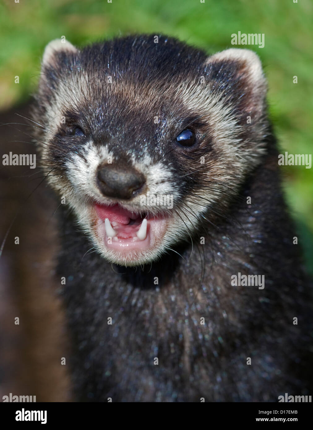 Le Putois d'Europe (Mustela putorius), Royaume-Uni Banque D'Images