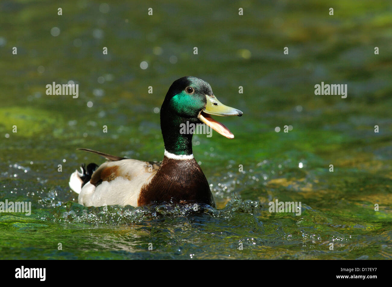 Stockente Erpel, mallard (Anas platyrhynchos), homme • Bade-Wurtemberg, Allemagne Banque D'Images