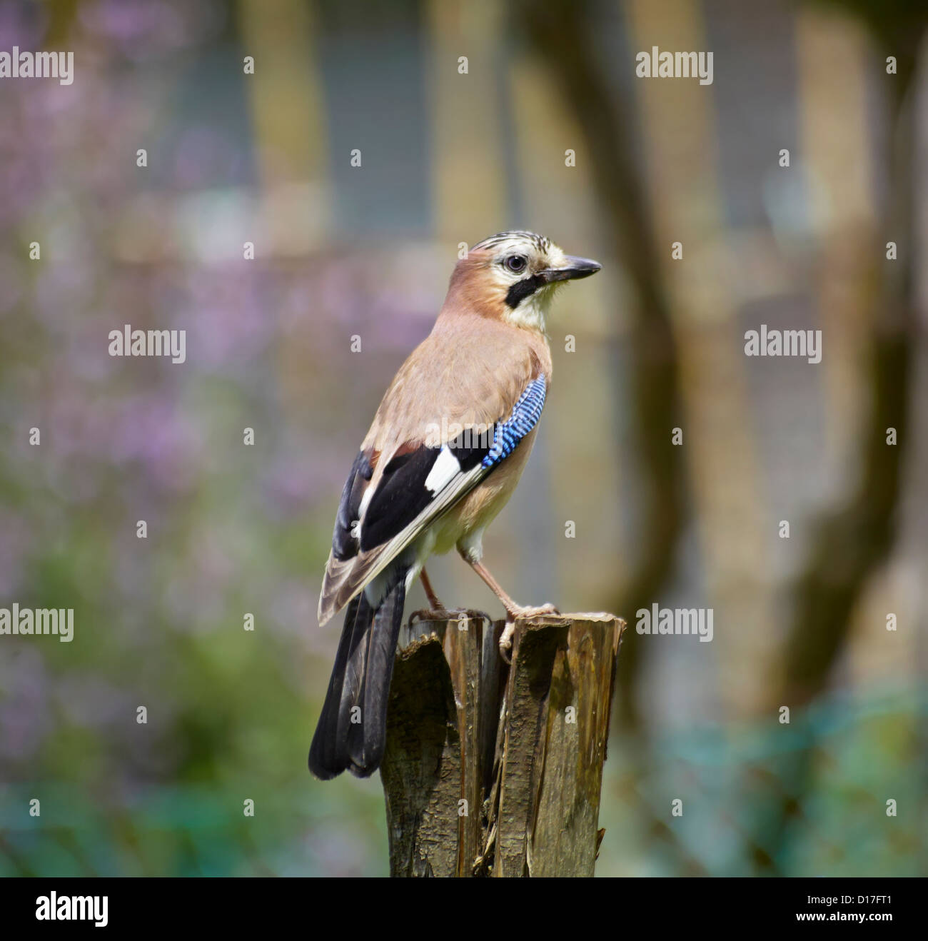 Italie, Latium, campagne, Jay, nom scientifique : Garrulus glandarius, famille : Corvidae, ordre : Passeriformes Banque D'Images