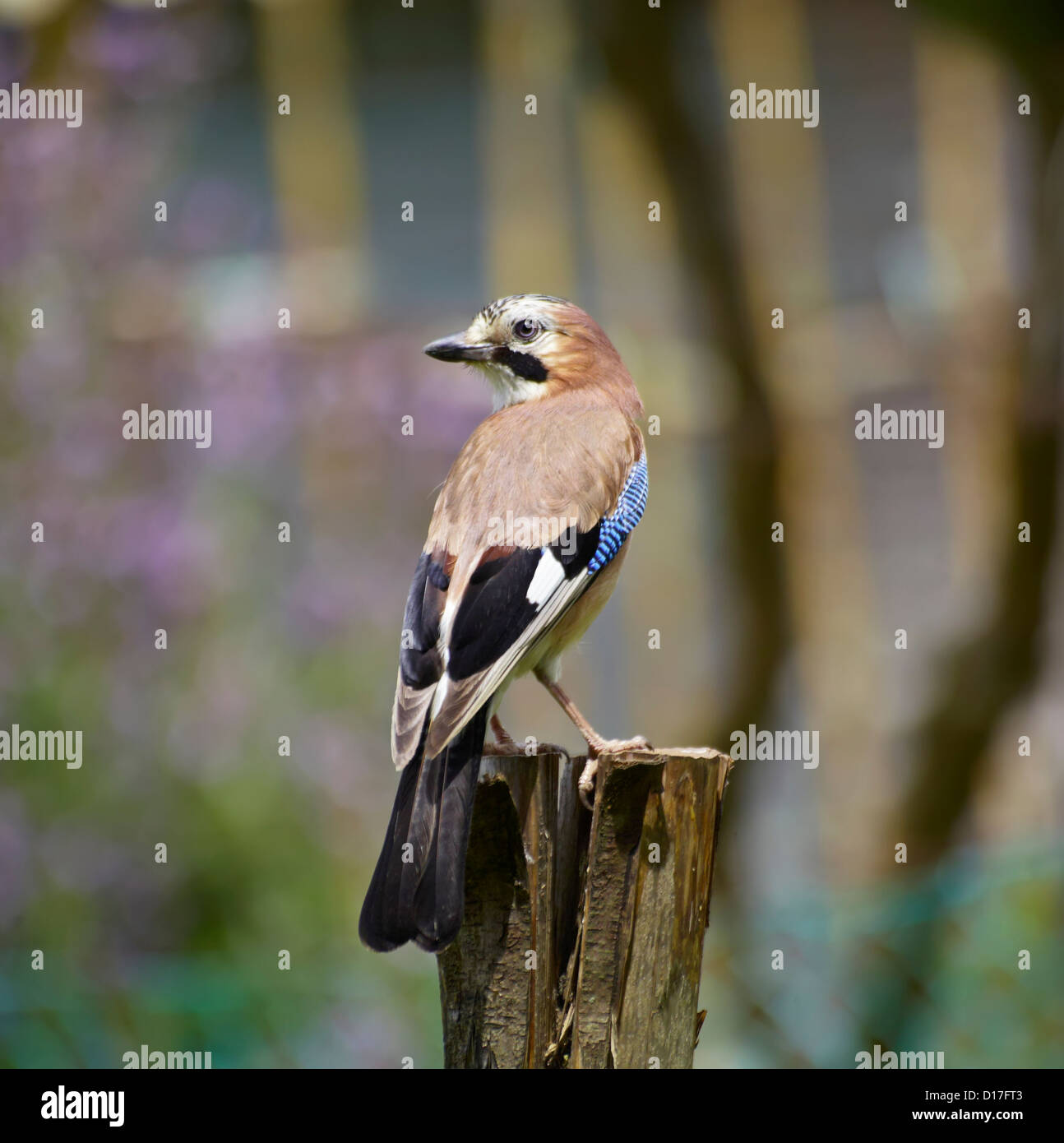 Italie, Latium, campagne, Jay, nom scientifique : Garrulus glandarius, famille : Corvidae, ordre : Passeriformes Banque D'Images