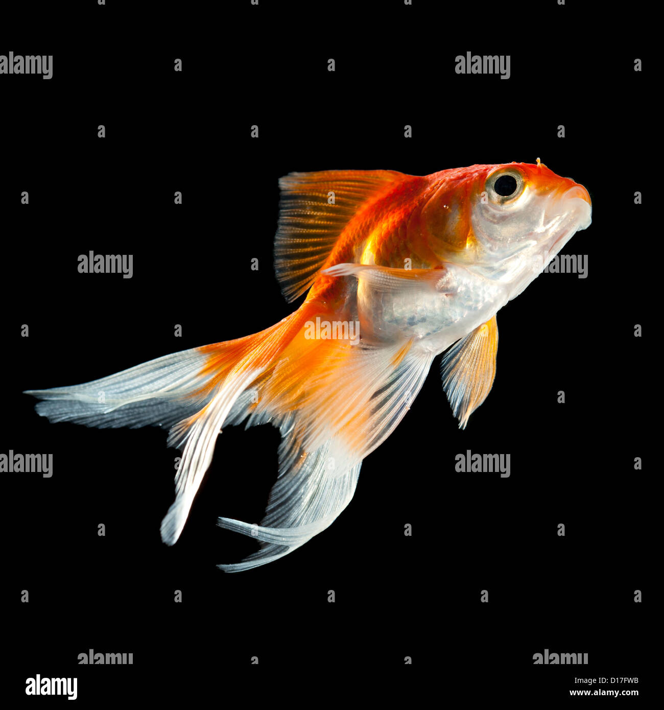 Poisson rouge isolé sur un fond noir foncé Banque D'Images