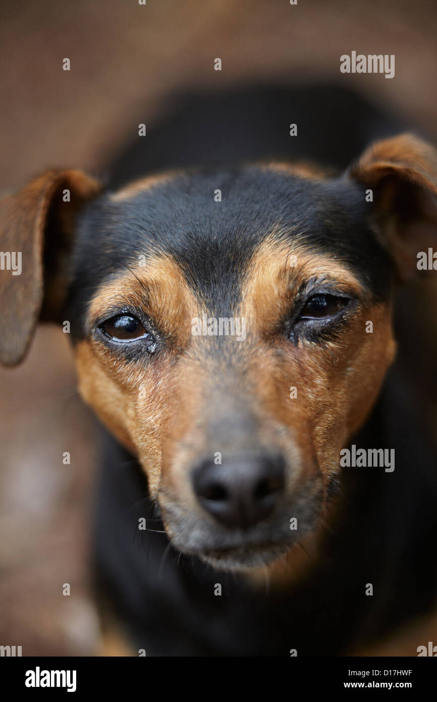 Close up of dog's face Banque D'Images