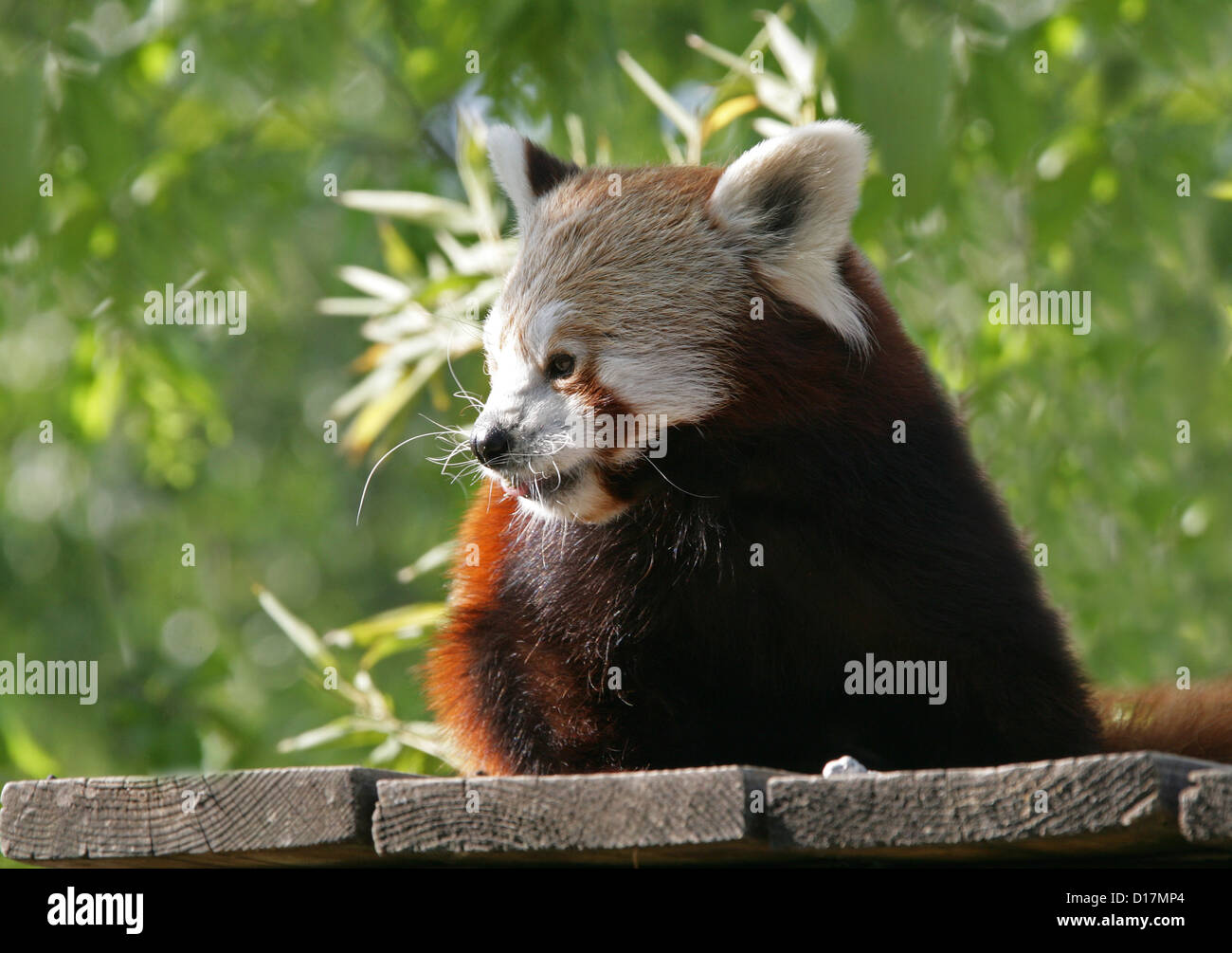Le panda rouge, Ailurus fulgens, Ailuridae. Un petit mammifère arboricole originaire de l'Himalaya oriental et le sud-ouest de la Chine. Banque D'Images