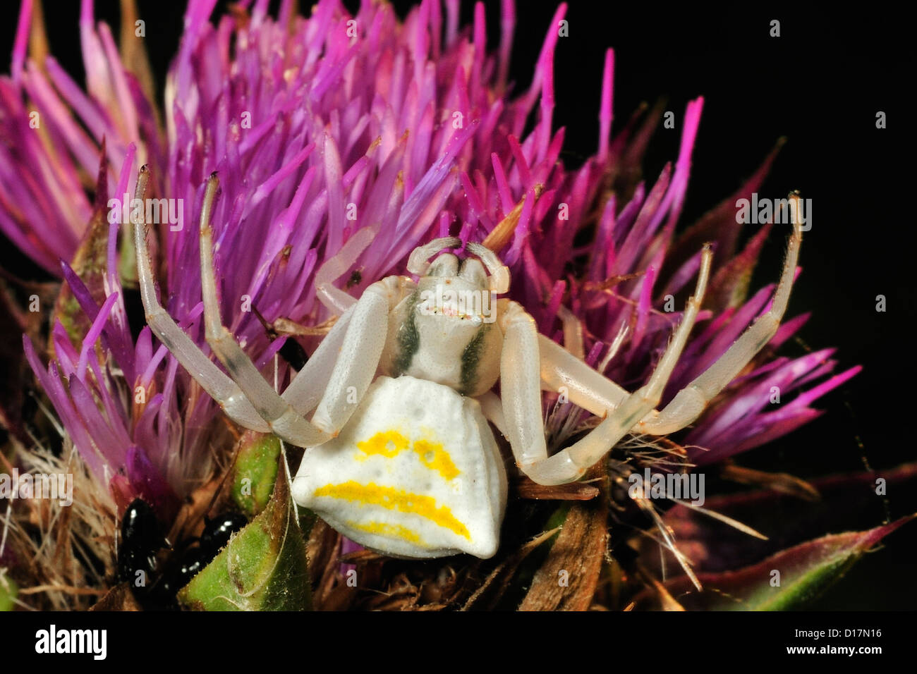 Araignée crabe Thomisus onustus ., Thomisidae, Luni sul Mignone, montagnes Tolfa, Viterbe, Latium, Italie Banque D'Images