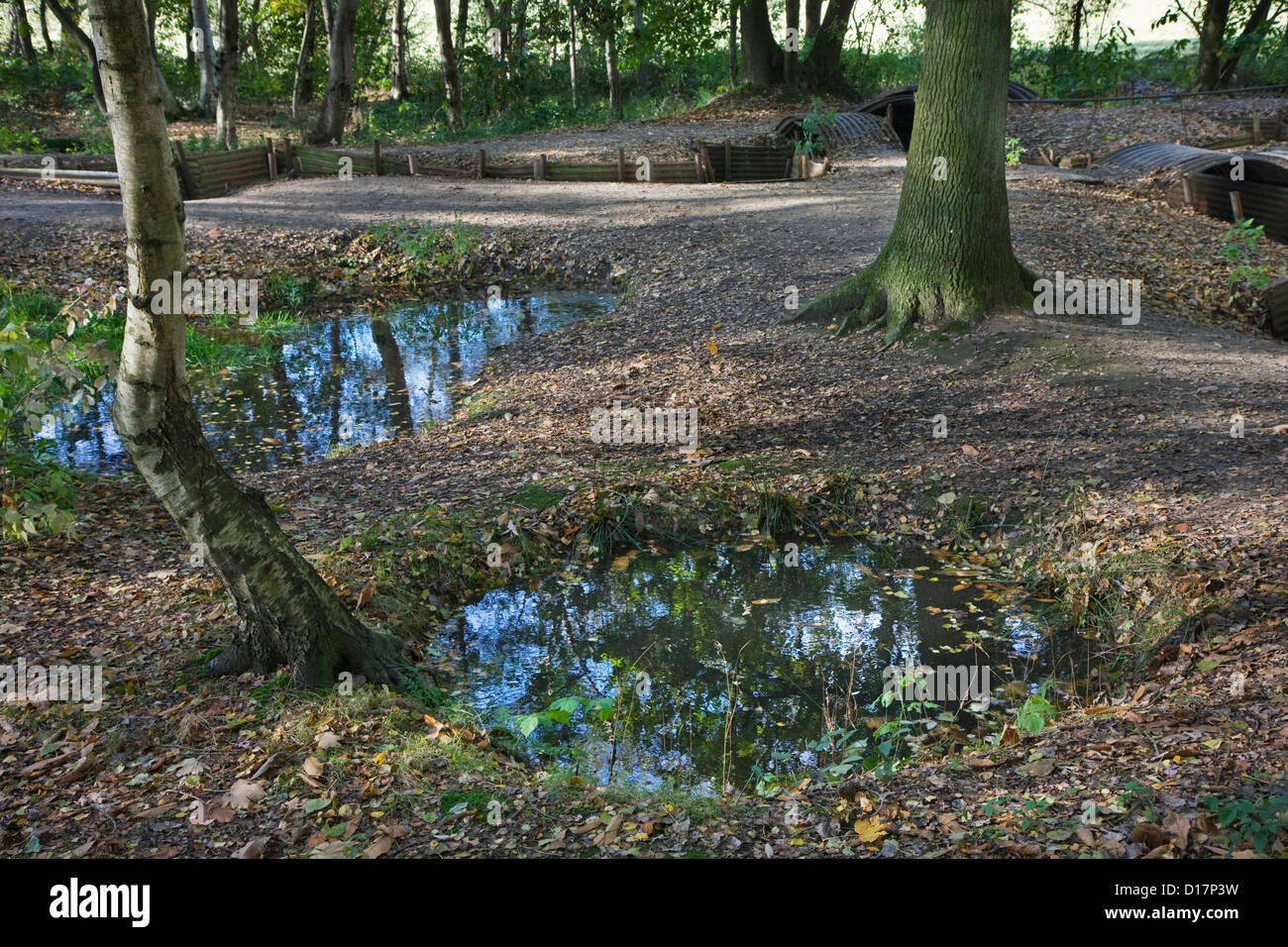 Des tranchées et des piscines dans les cratères de bombes à partir de la Première Guerre mondiale à la première ligne d'un Bois du Sanctuaire Museum Hill 62 à Zillebeke, Belgique Banque D'Images