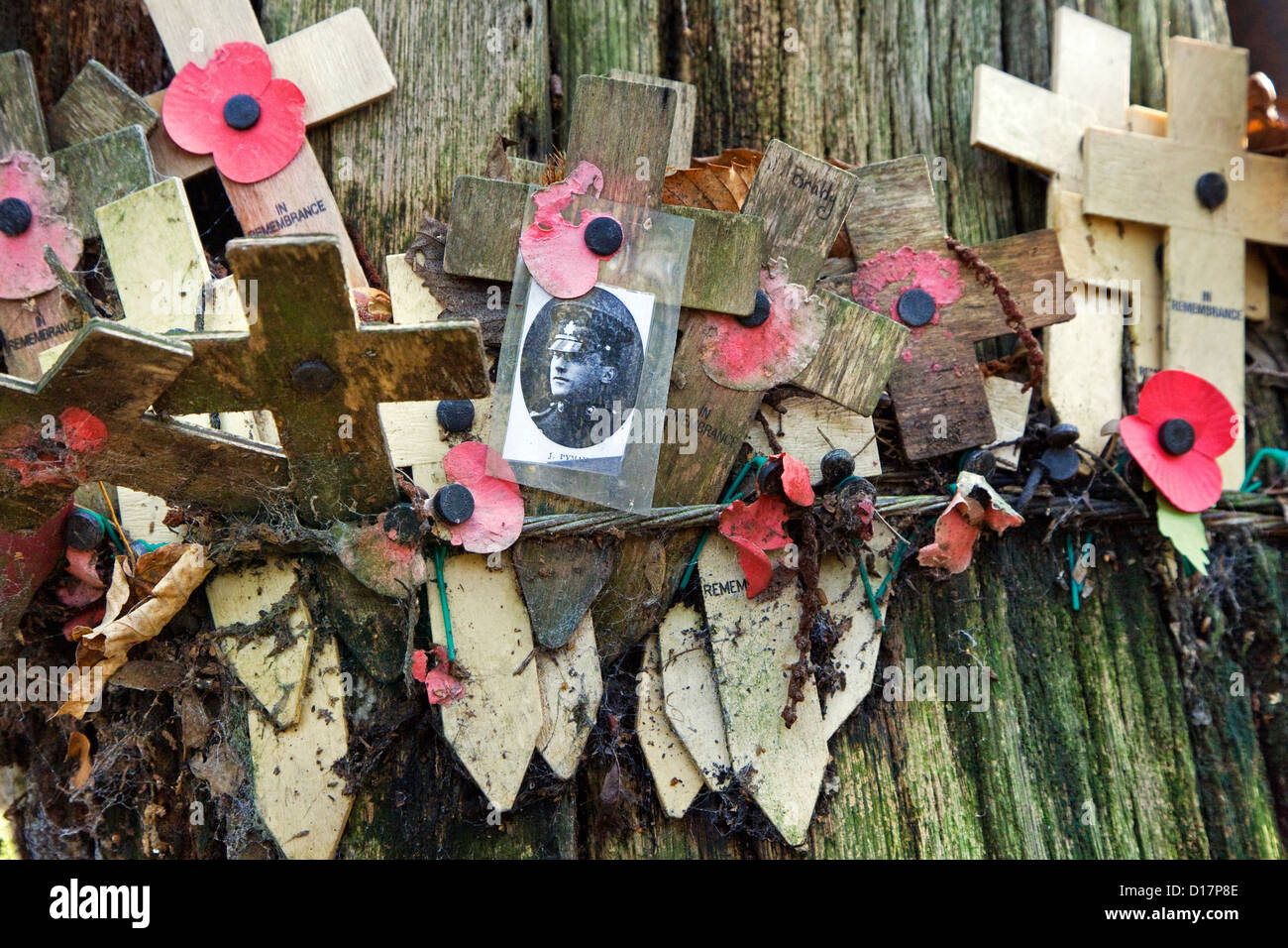 WW1-shell original arbre dynamité montrant photo de soldat parmi des croix à Sanctuary Wood Museum Hill 62 à Zillebeke, Belgique Banque D'Images
