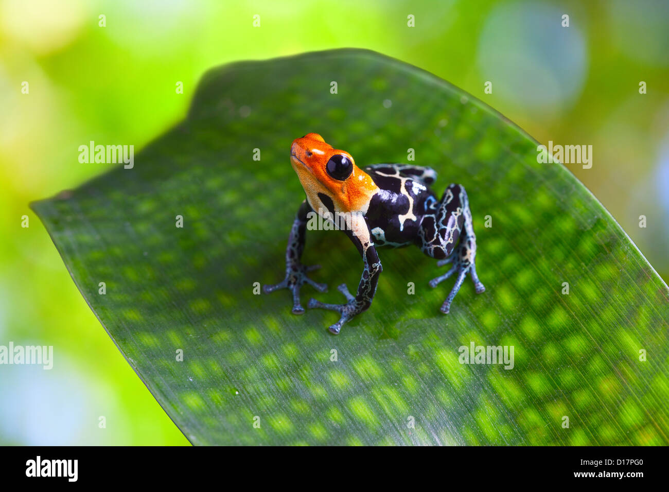 Poison arrow frog ranitomeya fantastica de forêt amazonienne tropicale au Pérou avec des couleurs d'avertissement des animaux venimeux Banque D'Images