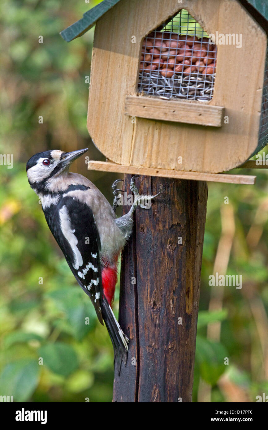 Great spotted woodpecker (Dendrocopos major) sur mangeoire en jardin Banque D'Images