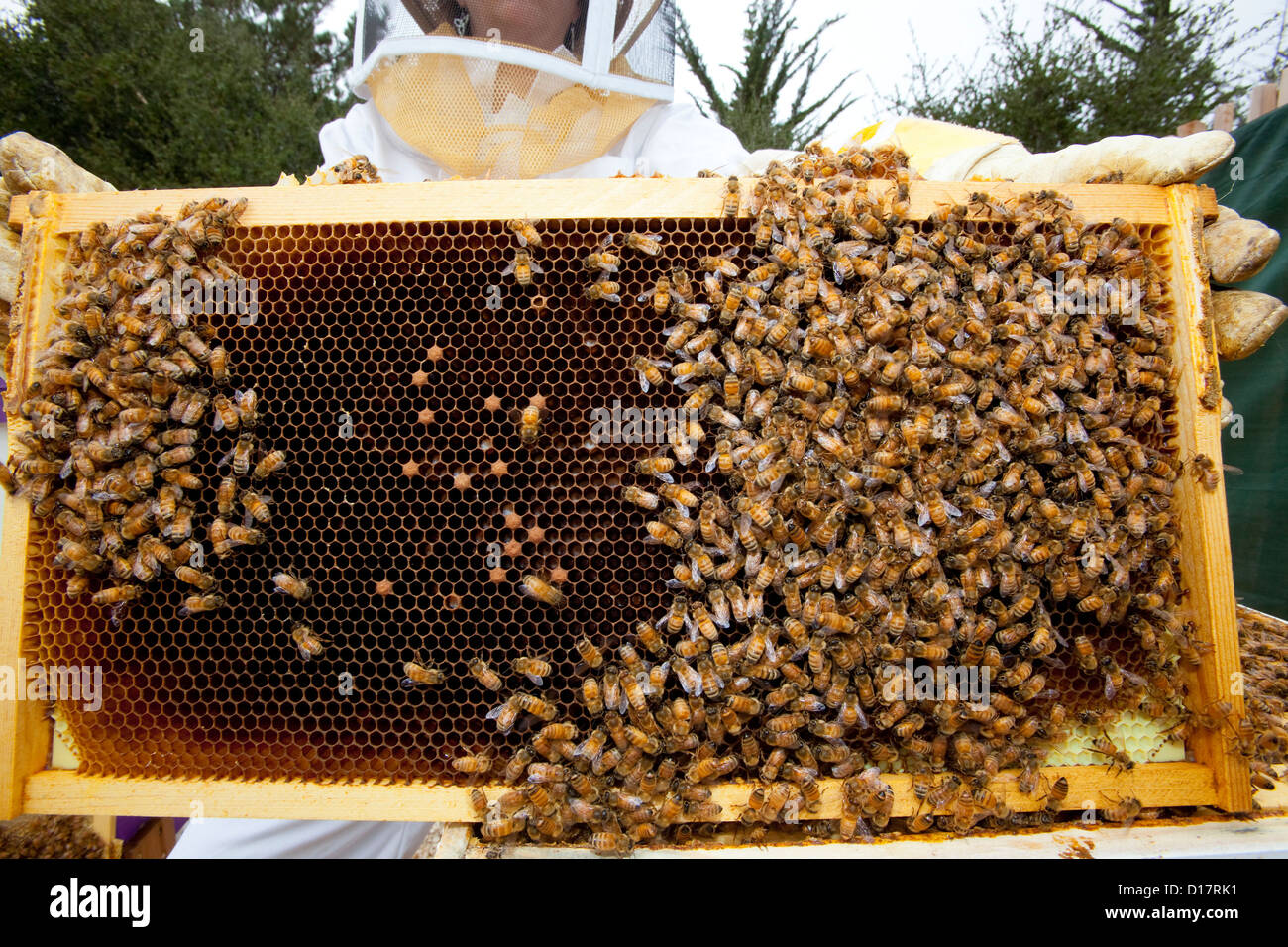 Un apiculteur a tendance à une colonie d'abeilles dans une ruche. Banque D'Images