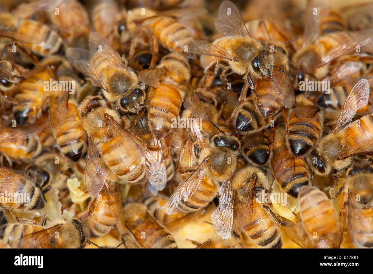 Une colonie d'abeilles dans une ruche. Banque D'Images