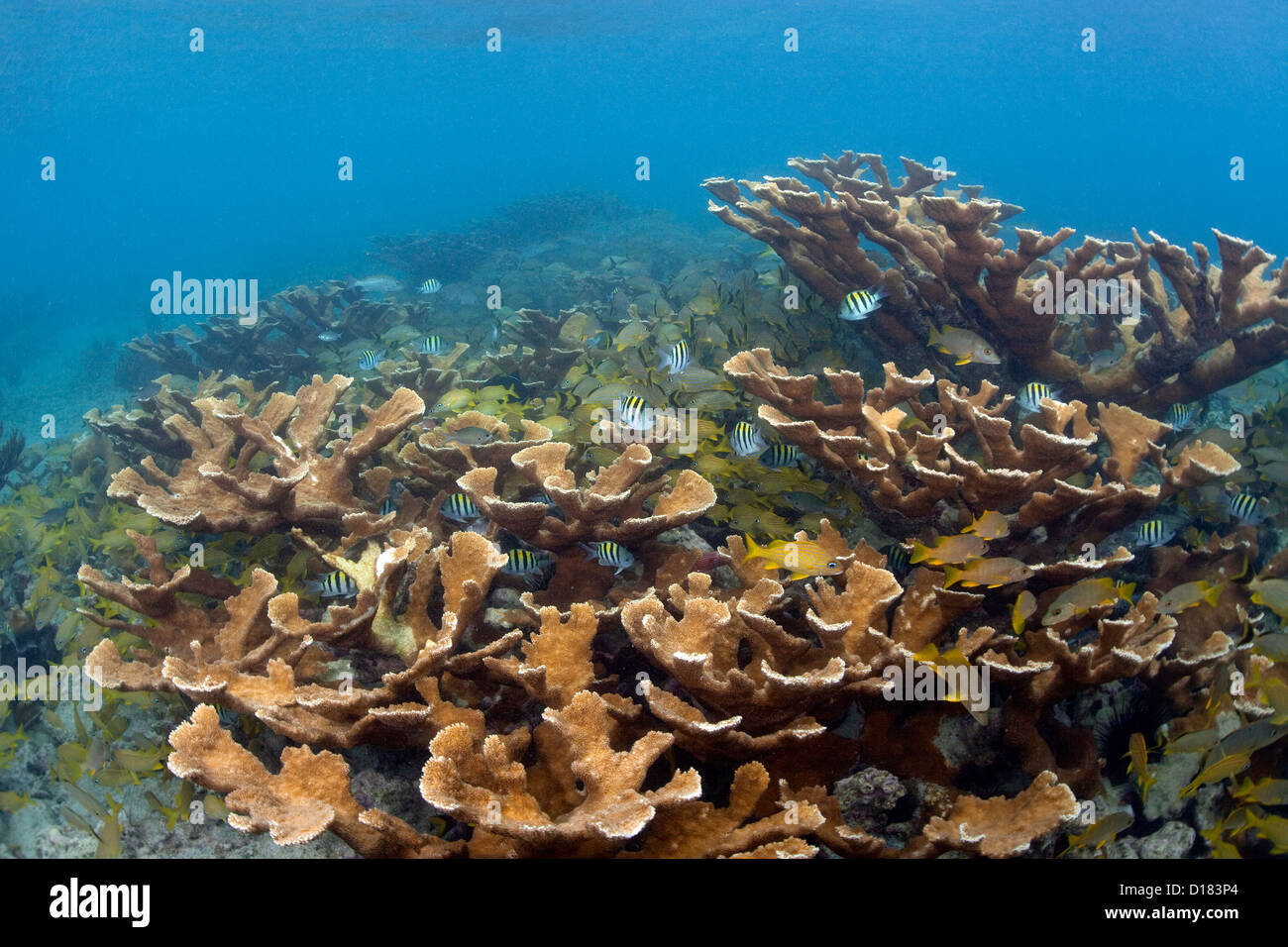 Un stand de Elkhorn Coral grouille de vie marine. Banque D'Images
