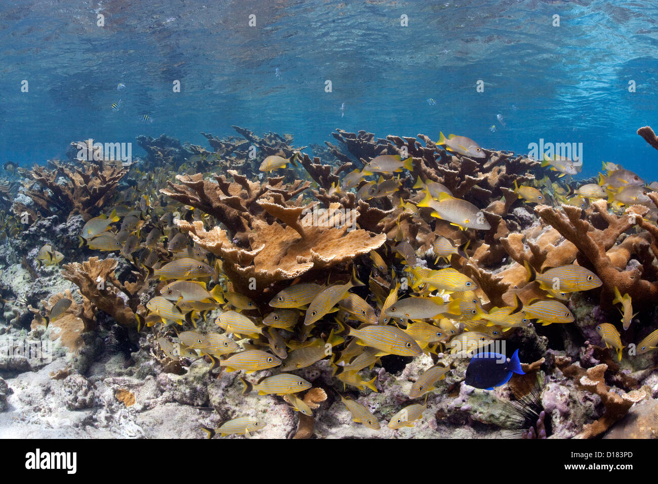 Un stand de Elkhorn Coral grouille de vie marine. Banque D'Images