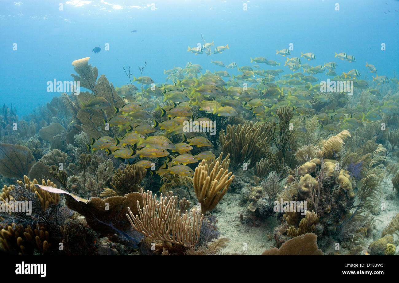 Poissons sur un récif de corail à Octopus Cave à Cuba. Banque D'Images