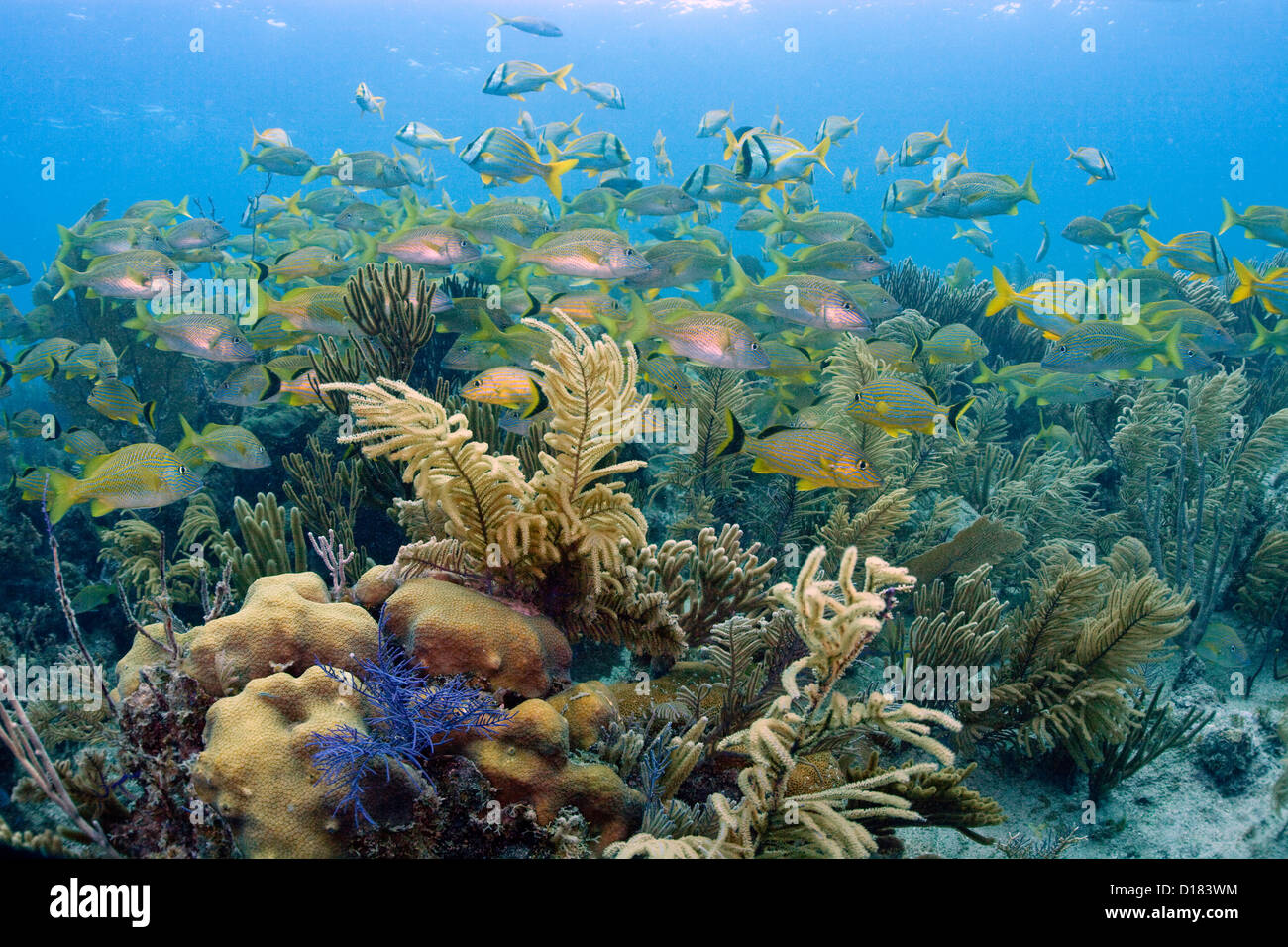 Poissons sur un récif de corail à Octopus Cave à Cuba. Banque D'Images