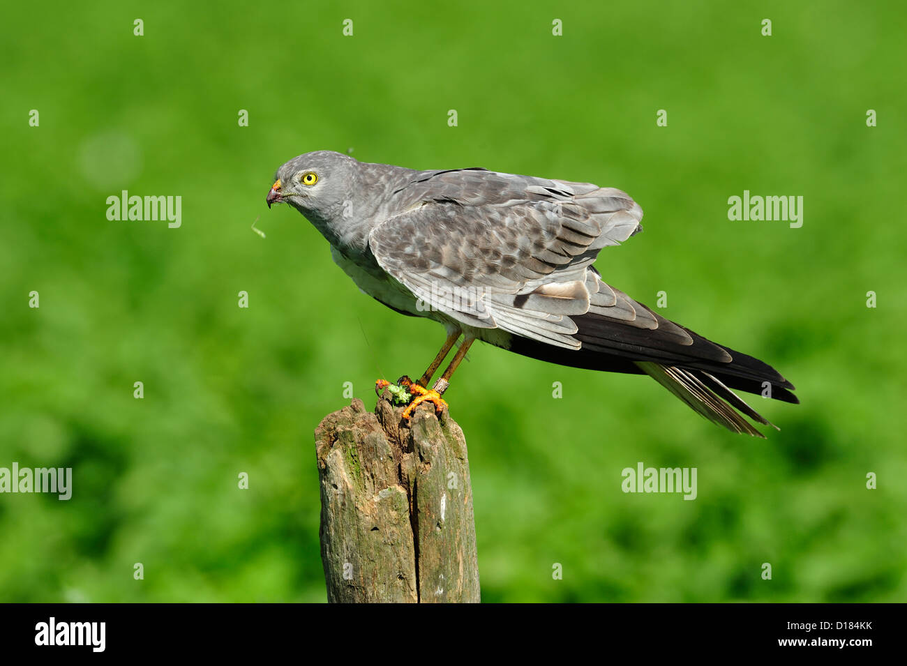 , Wiesenweihe Maennchen (Circus pygargus) Montague's Harrier, homme • Bayern, Deutschland Banque D'Images