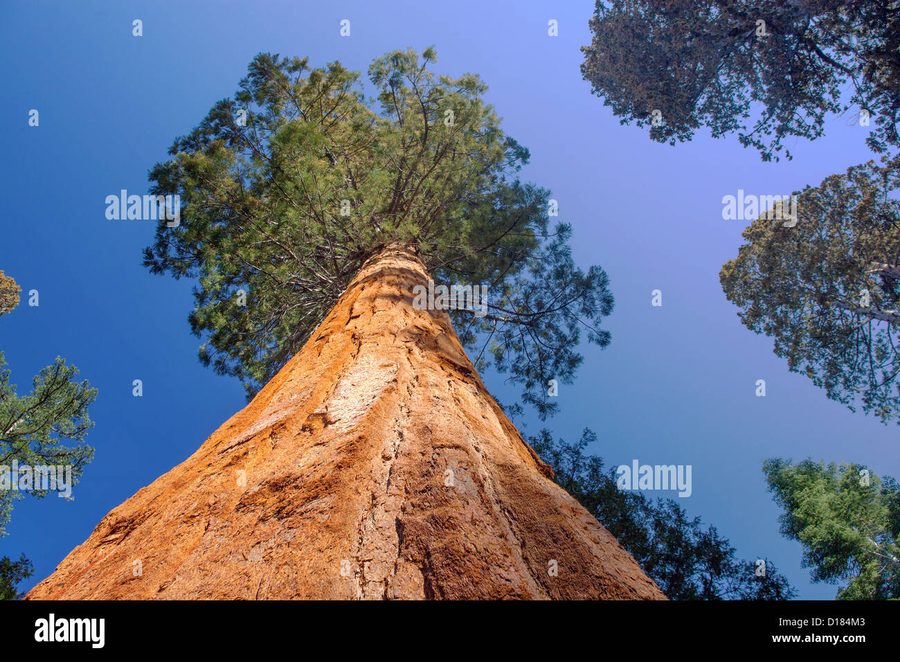 À la hauteur du tronc d'un arbre Séquoia géant dans le Parc National de Yosemite en Californie. Banque D'Images