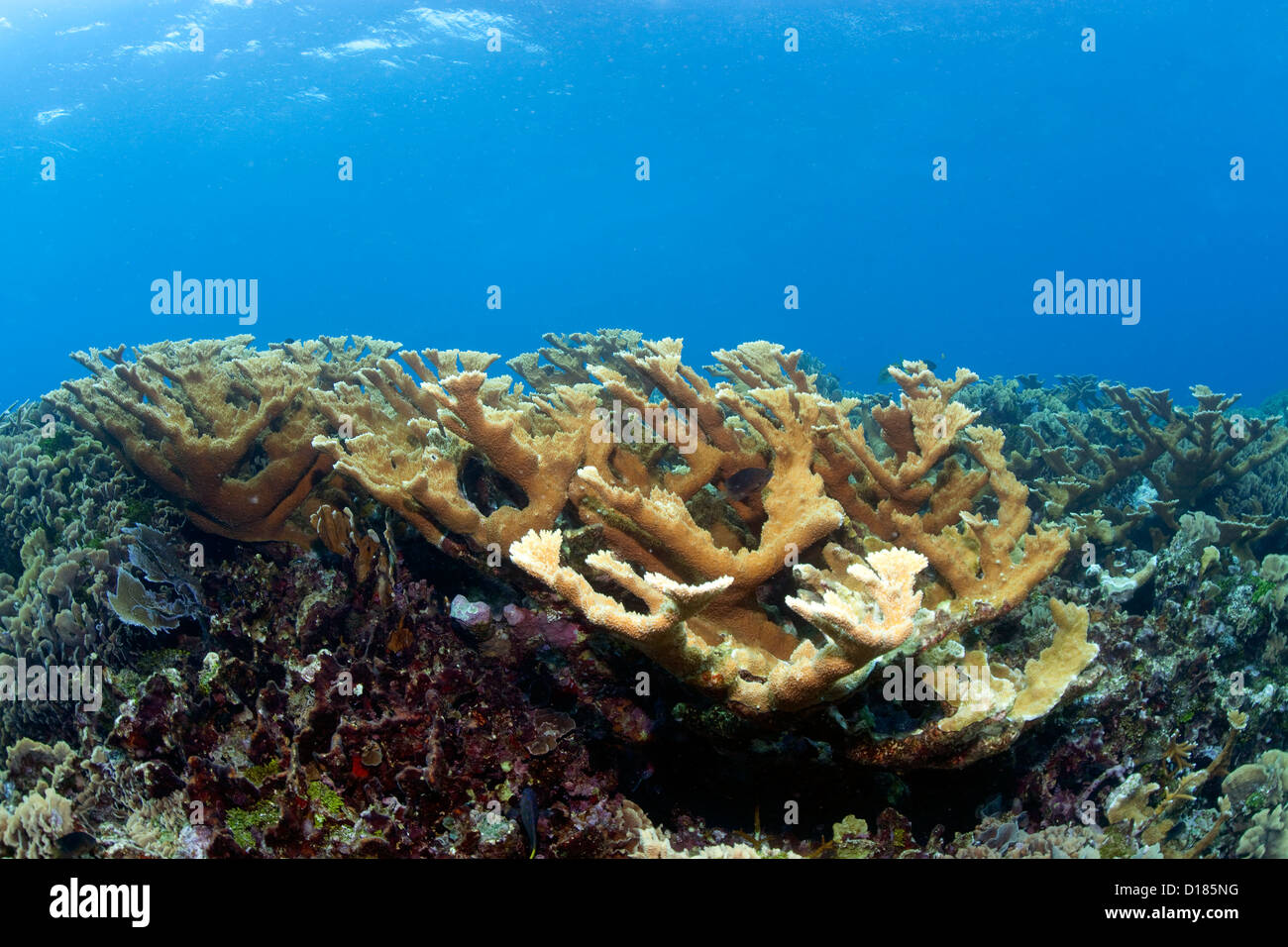 Un stand de Elkhorn Coral dans la Swan îles au large des côtes du Honduras. Banque D'Images