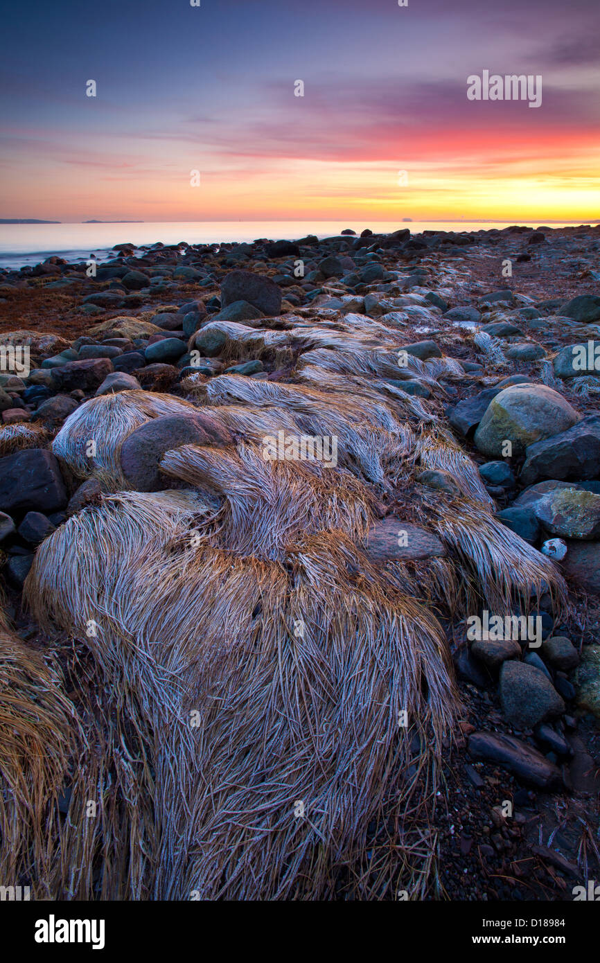 Paysage côtier à Jeløy, Østfold fylke, la Norvège. Banque D'Images