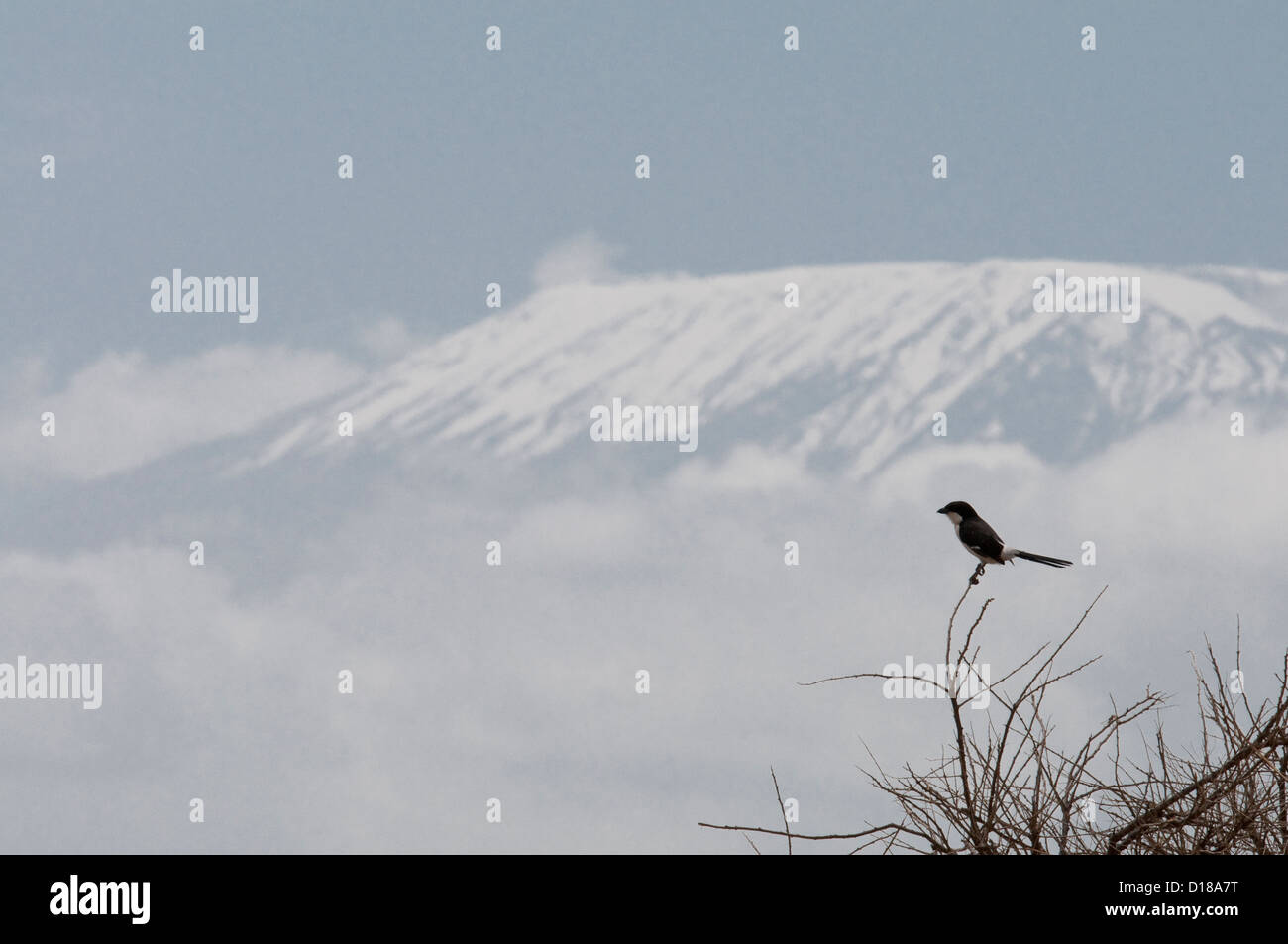 L'exercice à longue queue perché sur branche avec Mt. Derrière le Kilimandjaro Banque D'Images