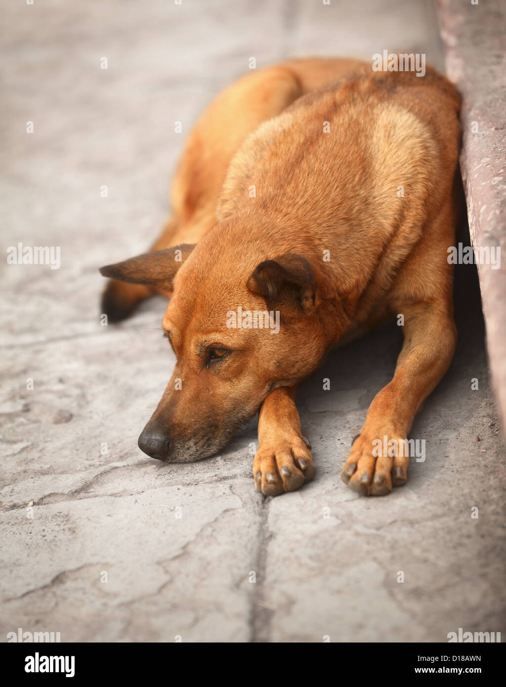 Les sans-abri le chien rouge reposant sur le trottoir Banque D'Images