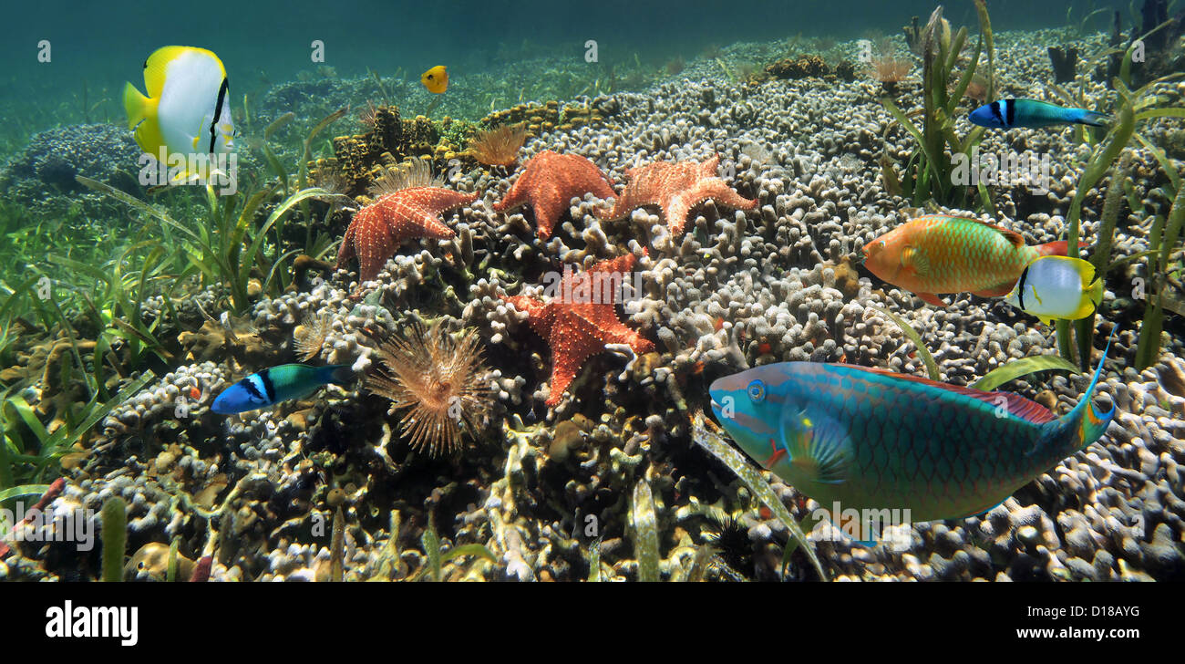 Récif de corail sous-marine avec des étoiles de mer, de vers marins et poissons tropicaux colorés, mer des Caraïbes Banque D'Images