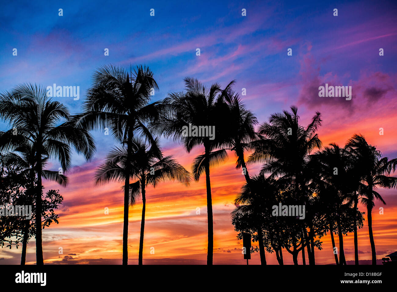 Coucher du soleil Palmier Arbres Hawaii Oahu Waikiki Banque D'Images