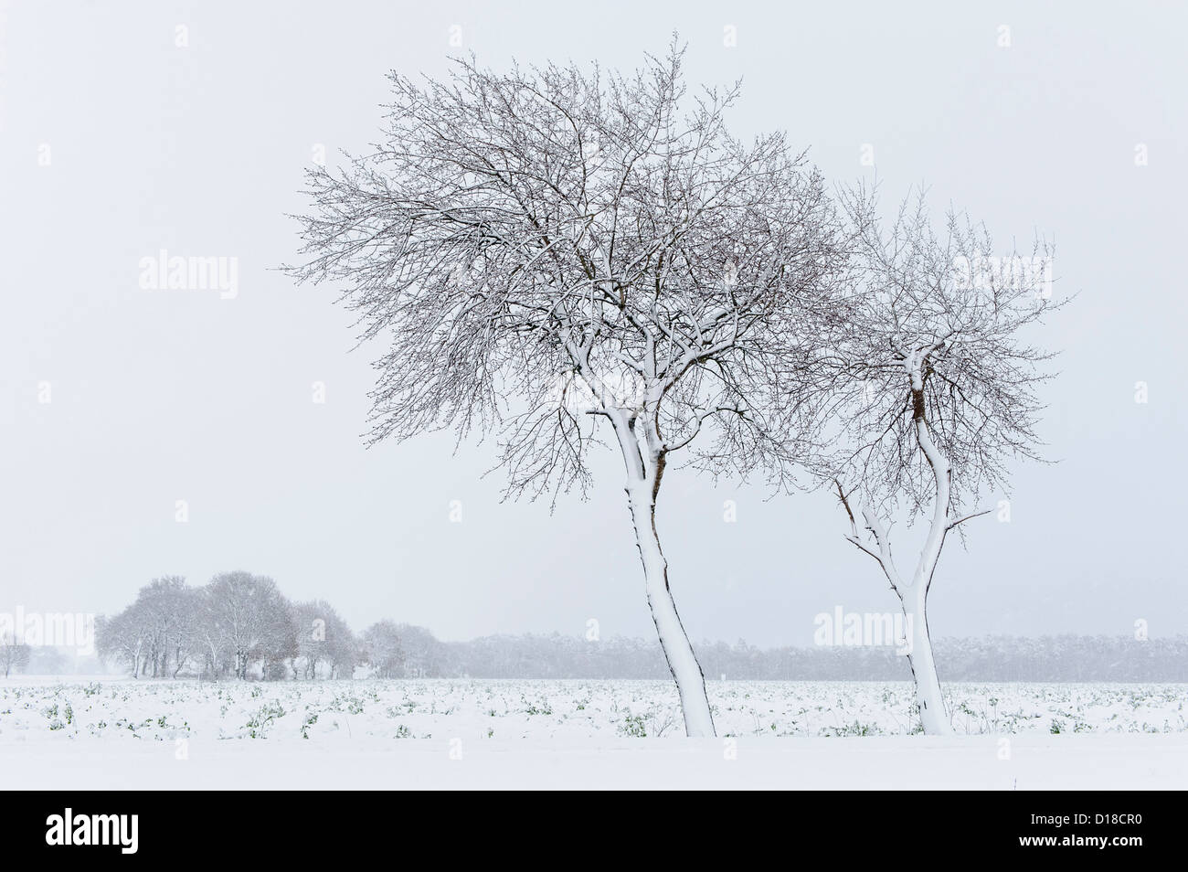 Paysage d'hiver, Niedersachsen, Allemagne Banque D'Images