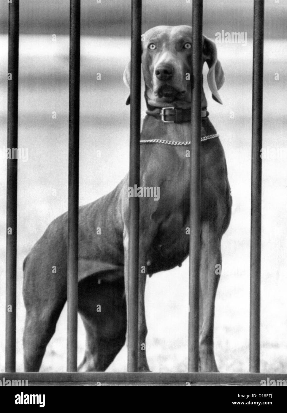 Le président Eisenhower's dog, Heidi, un Braque, scrutant la clôture de la Maison Blanche. Le 5 mars 1958.   ALPHA (CSU CSU 261) Banque D'Images