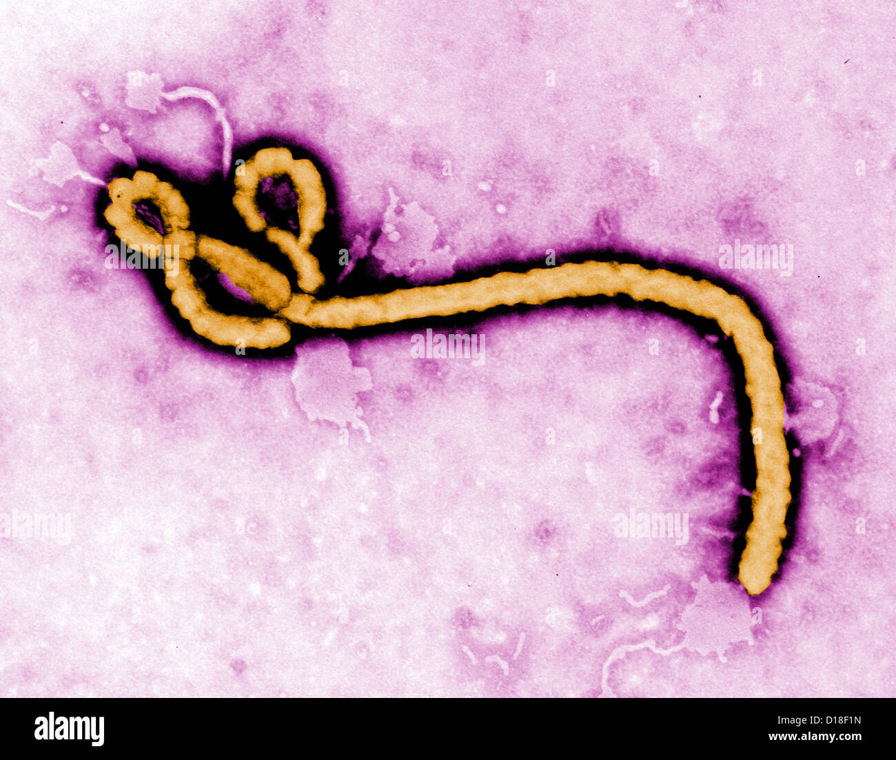Micrographie électronique à transmission du virus Ebola Banque D'Images