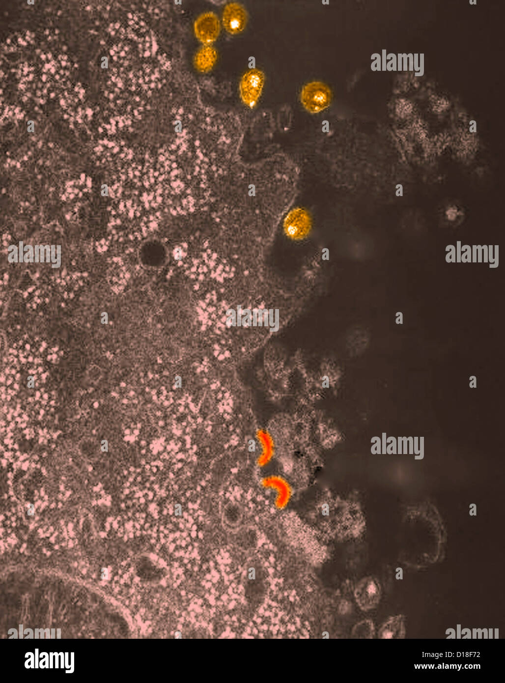 Micrographe de virus du VIH Banque D'Images