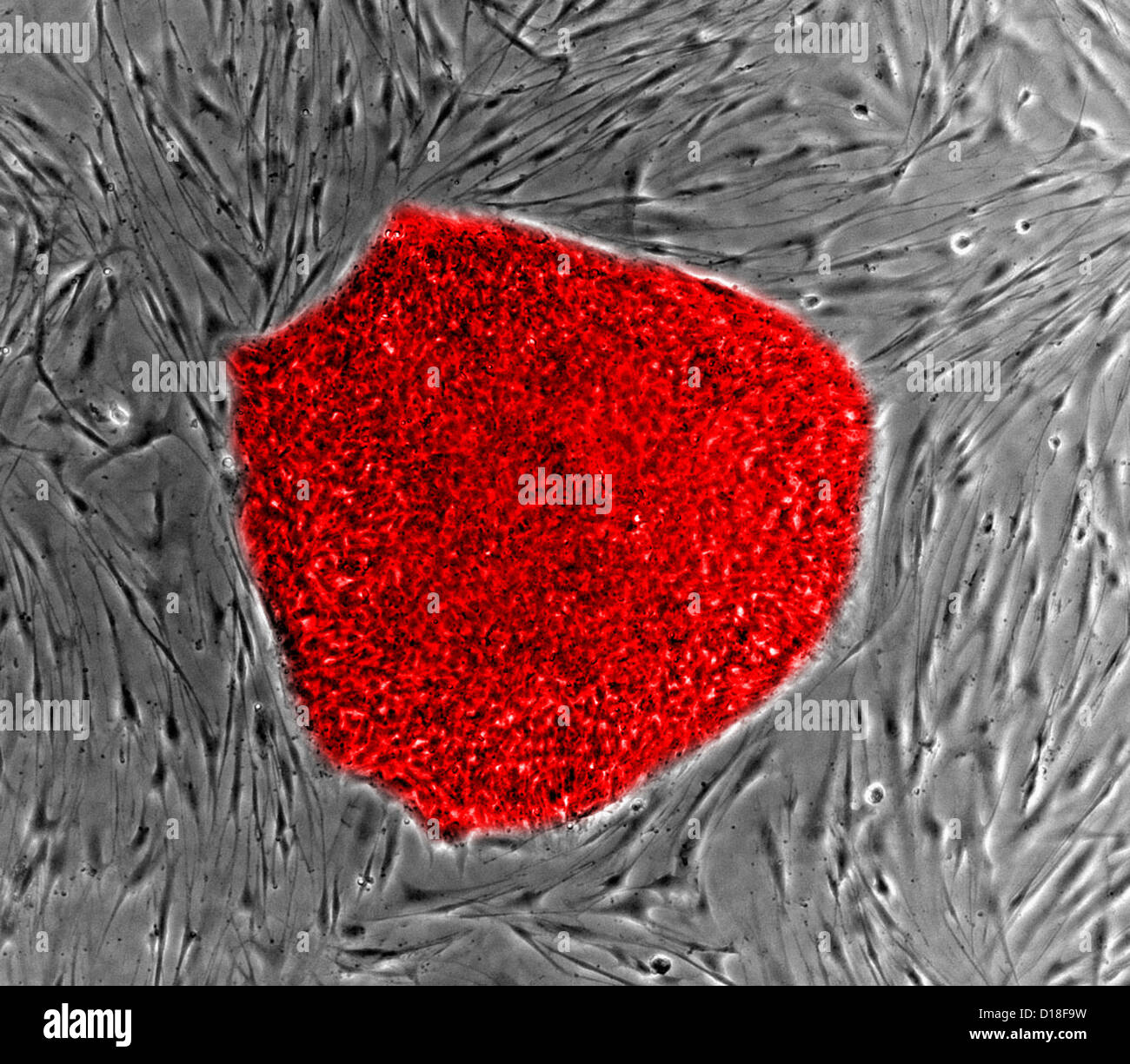 Photomicrographie les cellules souches embryonnaires Banque D'Images