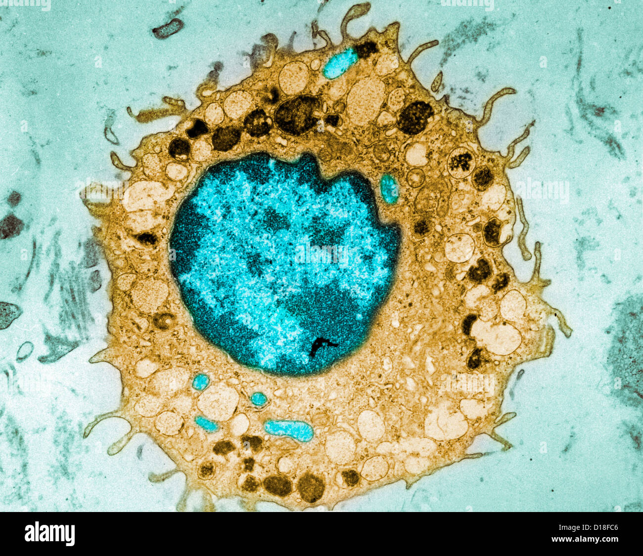 Micrographe de cellules de mammifères Banque D'Images