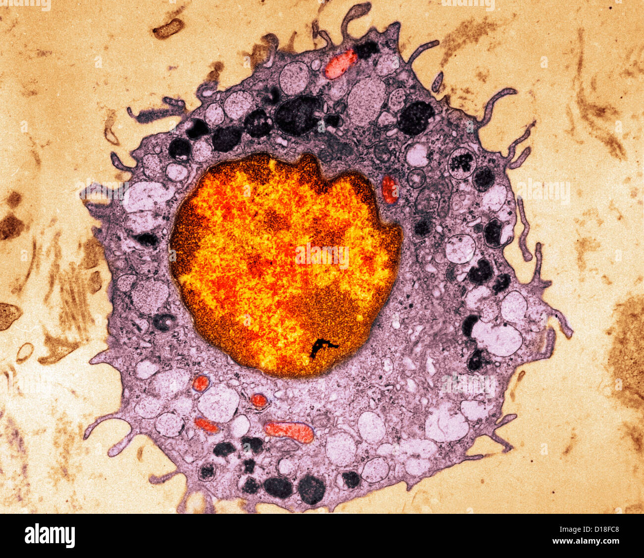 Micrographe de cellules de mammifères Banque D'Images