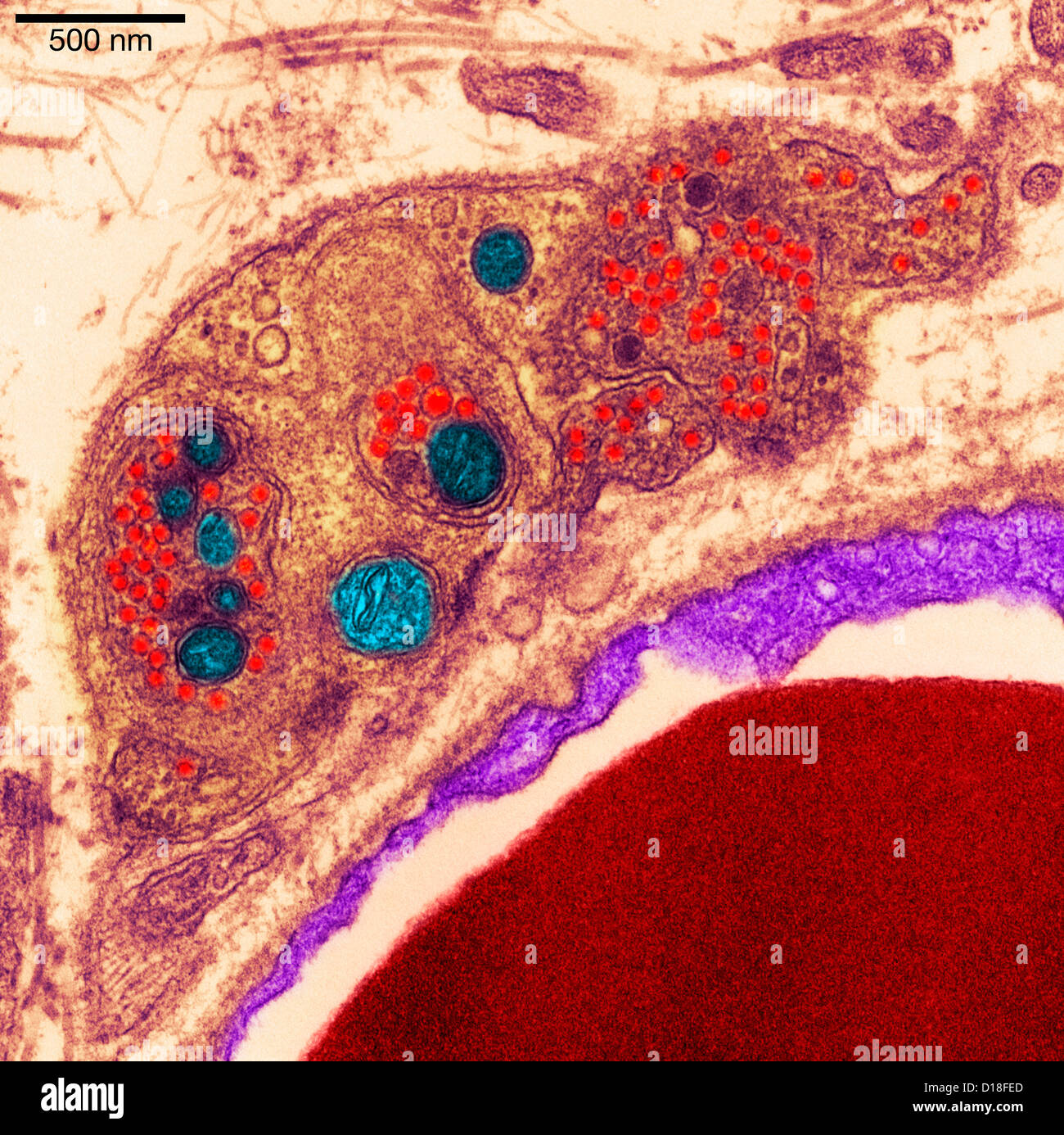 Micrographe pancréas Banque D'Images