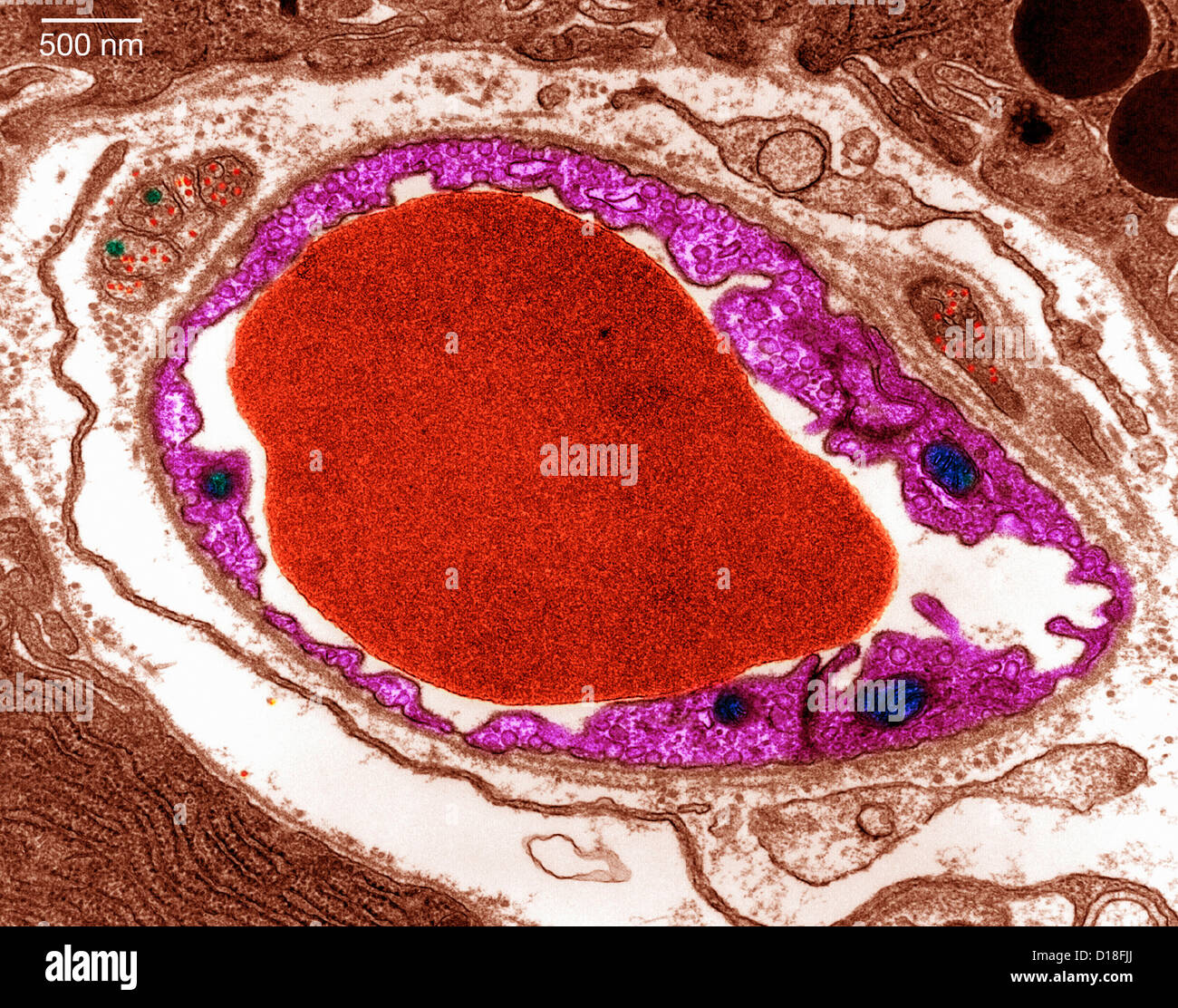 Micrographe pancréas Banque D'Images