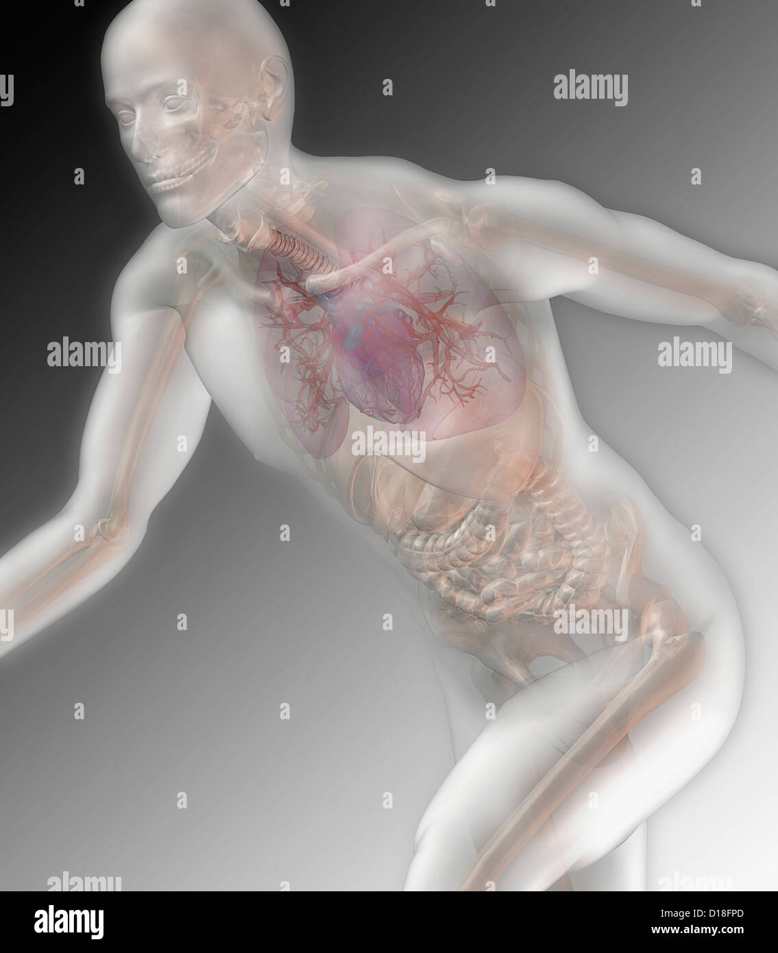 Illustration d'un modèle anatomique masculin Banque D'Images