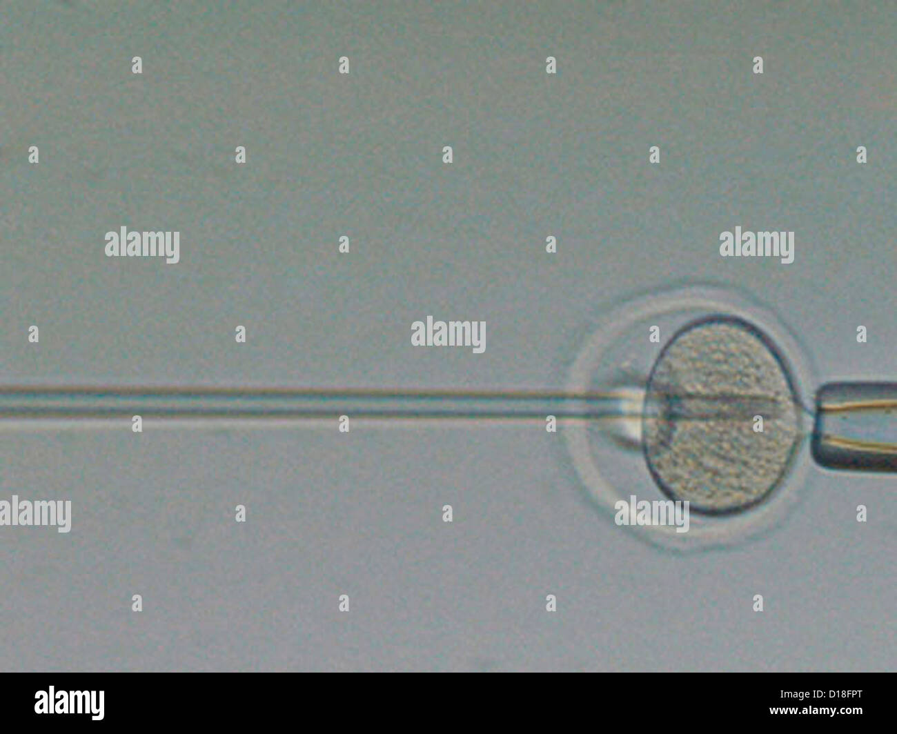 La fécondation in vitro d'un ovule Banque D'Images