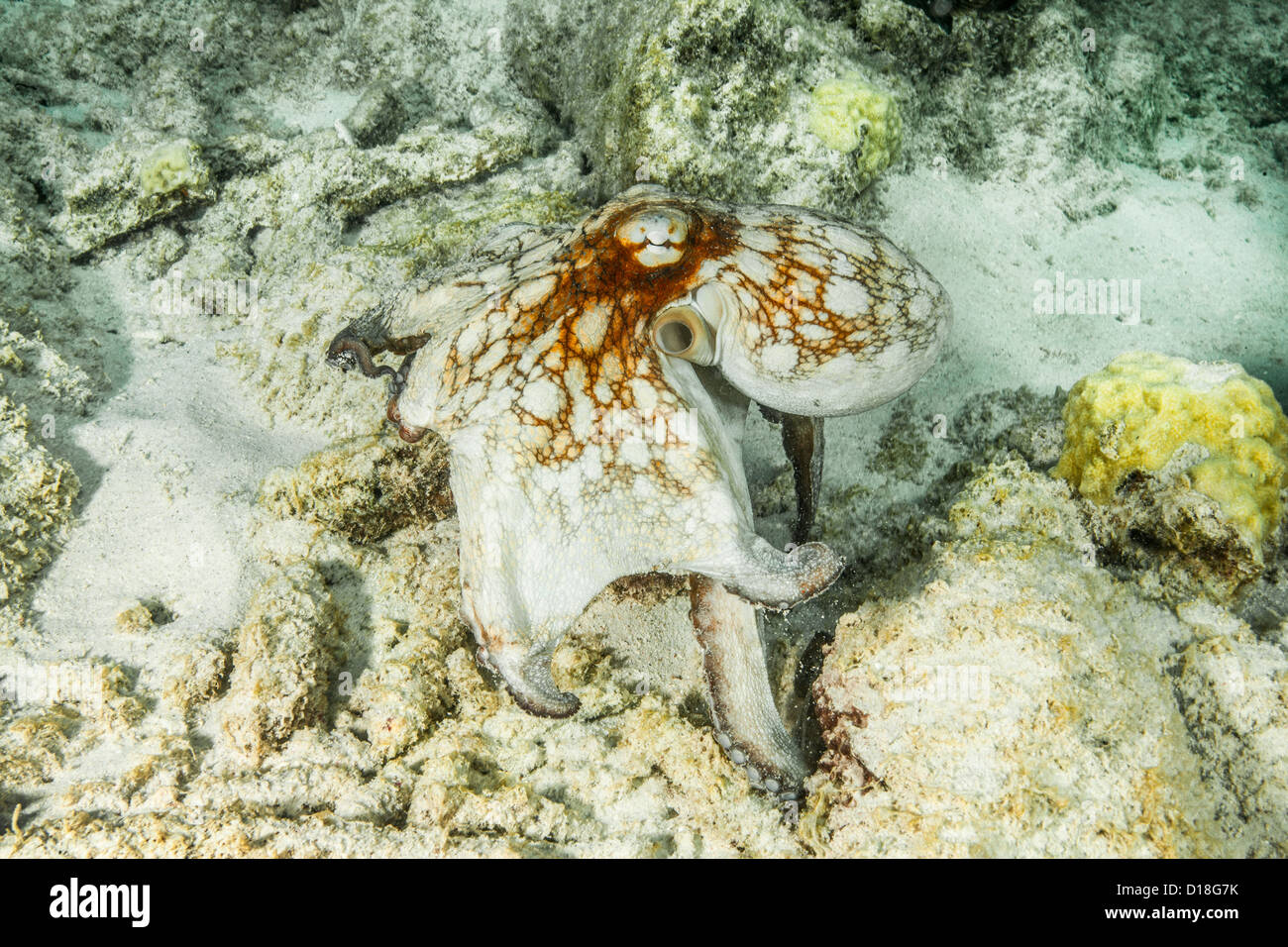 La natation au poulpe de récif sous-marin Banque D'Images