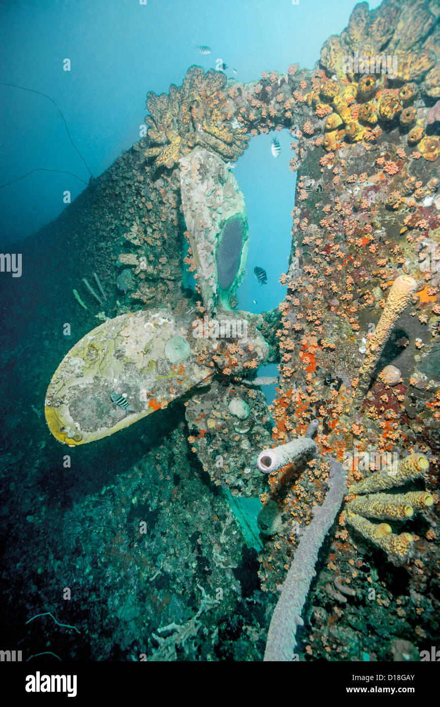 De plus en plus sur l'épave sous-marine corail Banque D'Images