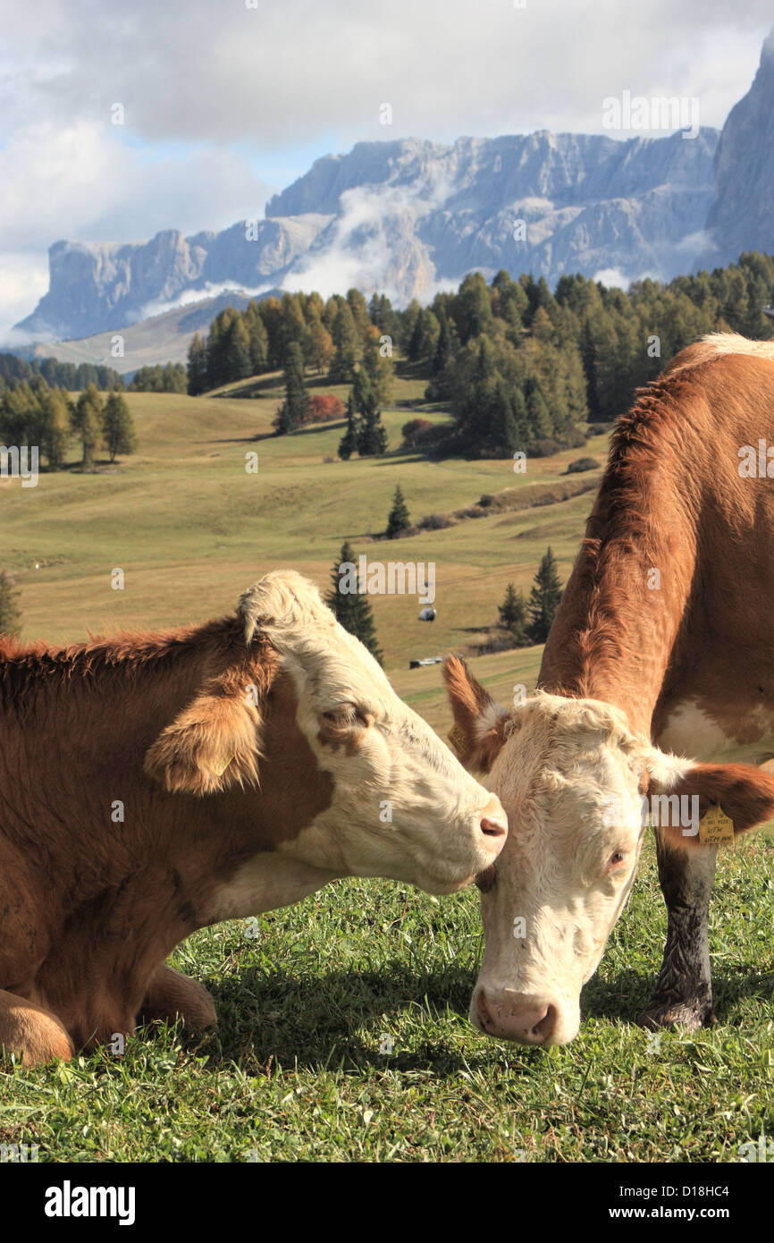 Les vaches se lèchent à Siusi / Alpe di Siusi, le Tyrol du Sud / Alto Adige, Italie Banque D'Images