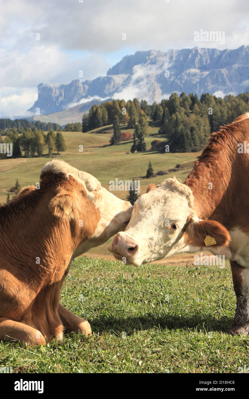 Vaches qui paissent à Siusi / Alpe di Siusi, le Tyrol du Sud / Alto Adige, Italie Banque D'Images