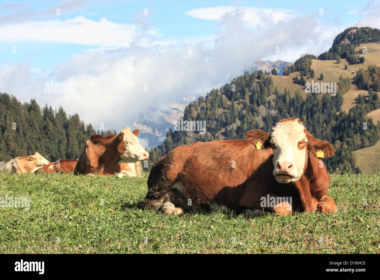 Vaches qui paissent à Siusi / Alpe di Siusi, le Tyrol du Sud / Alto Adige, Italie Banque D'Images