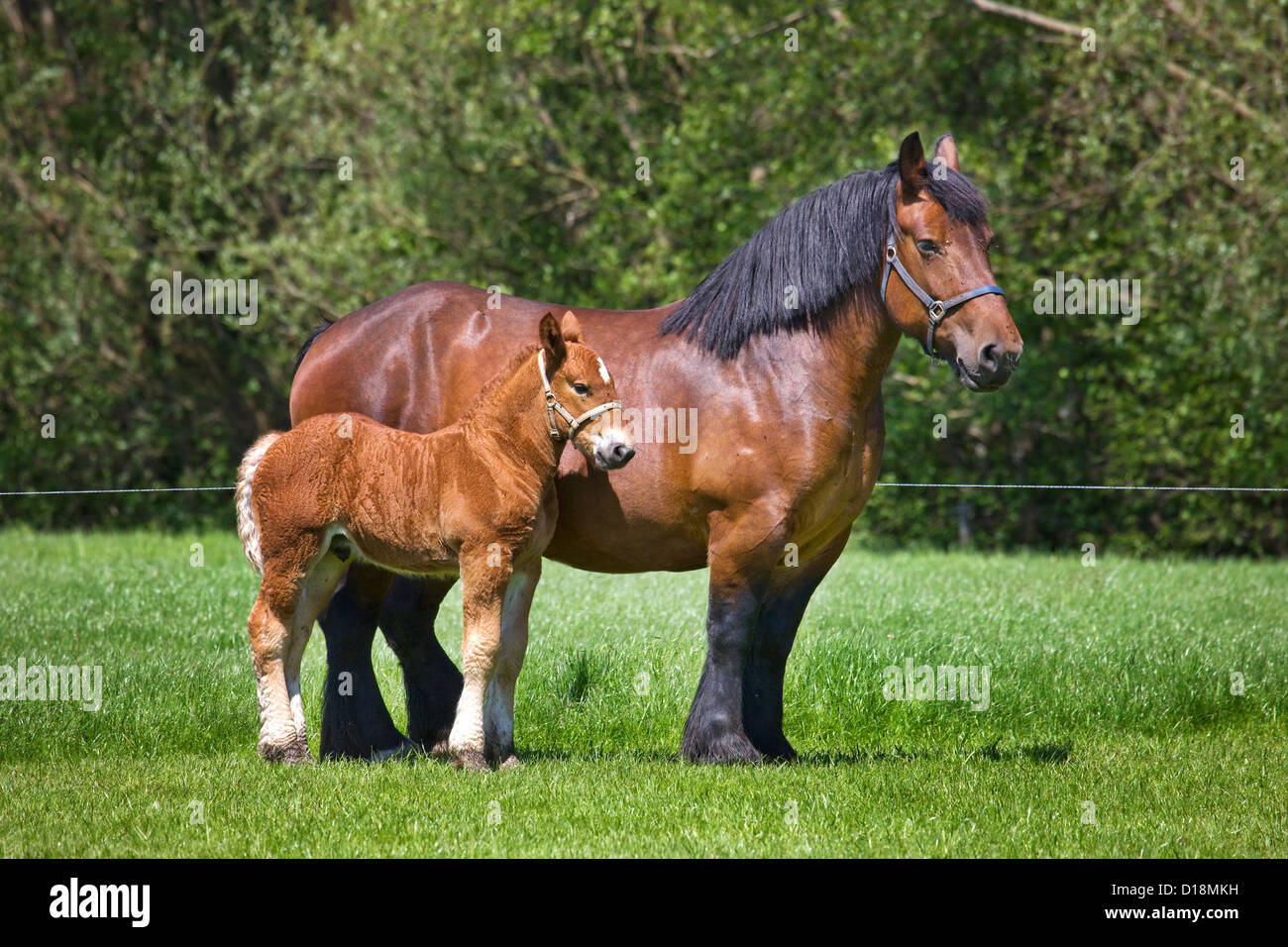 Poulain et la jument Cheval de Trait Belge / Belgian Heavy Horse / Brabançon / Brabant, chevaux de race en Belgique Banque D'Images