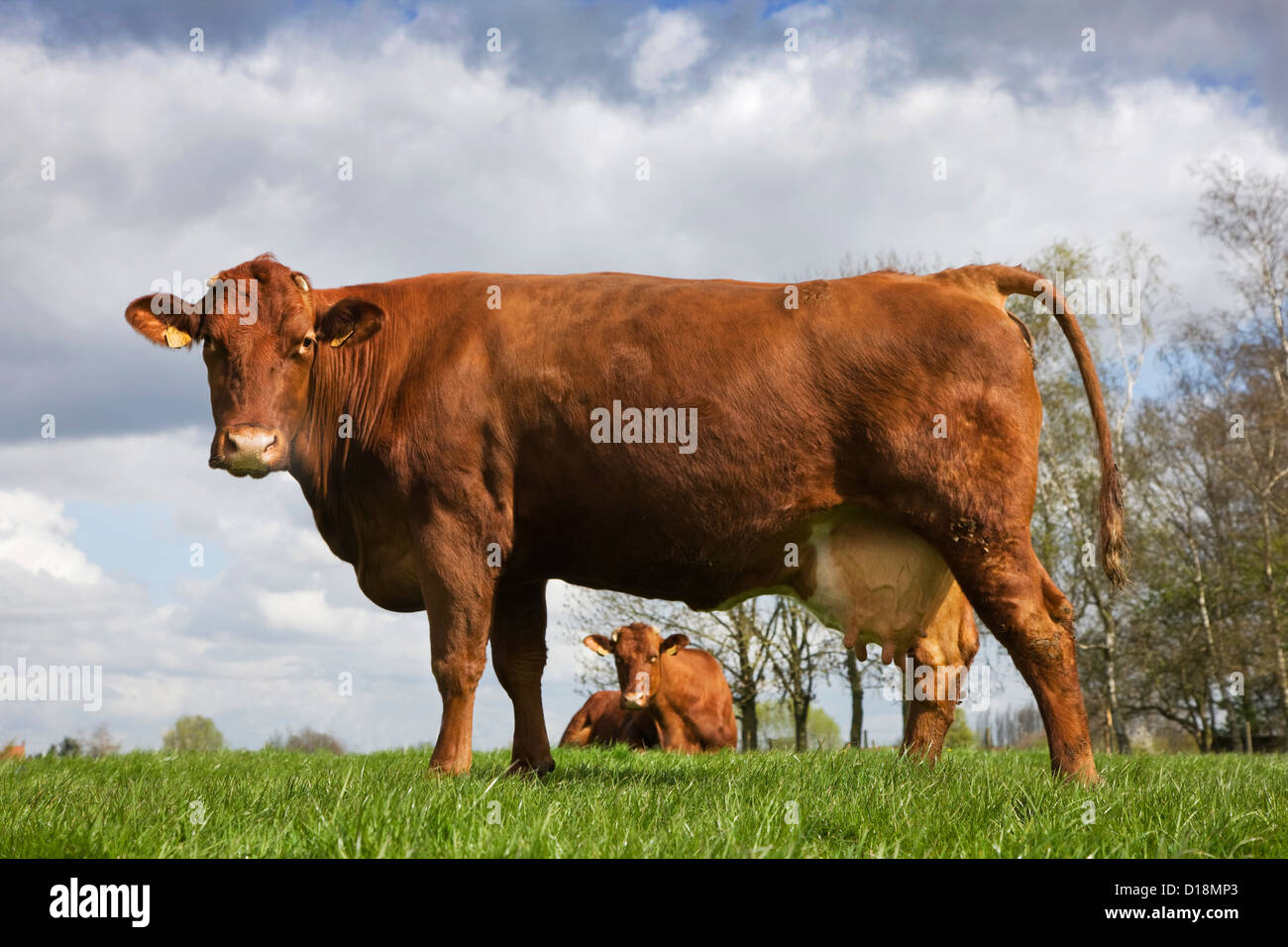 La race bovine Rouge belge est une race de Flandre Occidentale en Belgique Banque D'Images