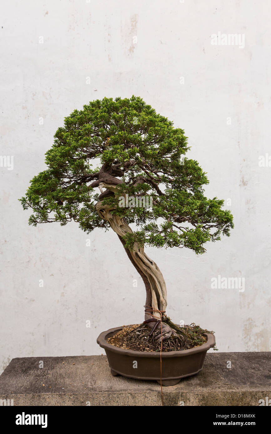 Un bonsaï arbre dans le jardin de l'Humble Administrateur à Suzhou, Chine. Banque D'Images