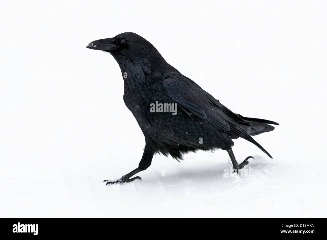 Raven en tempête de neige, à la glace de Columbia - Jasper National Park Banque D'Images