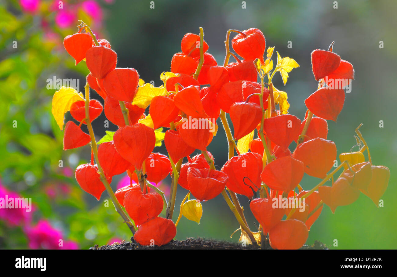 À l'automne fleurs lanterne, lanterne de fleurs (Physalis alkekengi), Laternenblume Lampionblume, im Herbst (Physalis alkekengi) Banque D'Images